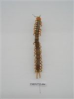 藏品(蜈蚣)的圖片